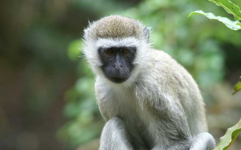 Types of Monkeys - Monkey Facts and Information